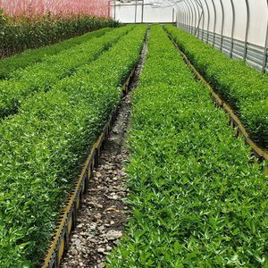 Meet your Posher, Lopez